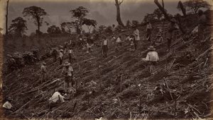 Estabelecendo uma plantação de café em Antigua de Guatemala de Eadweard Muybridge