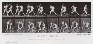 A Figura Humana em Movimento: Pugilistas, Boxe (foto a p/b) de Eadweard Muybridge