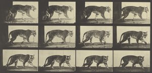 Tiger Walking, Placa 729 de Locomoção de Animais, 1887 de Eadweard Muybridge