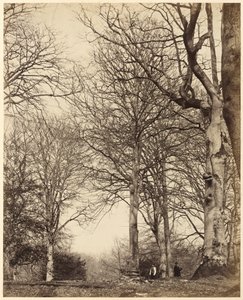Faia da Rainha Adelaide, 1864 (foto) de Earl of Caithness