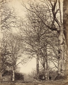 Faia da Rainha Adelaide, 1864 de Earl of Caithness