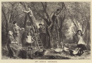 Um pomar de maçã (gravura)