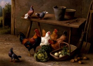 Galinhas, pombos e pombas