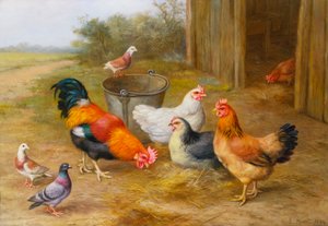 Pombos e galinhas
