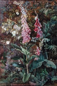 Digitalis Purpura e Rosa Rugosa (aguarela sobre papel) de Edith Isabel Barrow