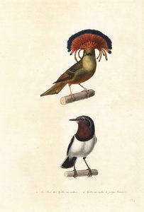 Papa-moscas da Amazônia e olho de acácia-de-garganta-marrom.