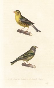 canário atlântico e serin europeu.