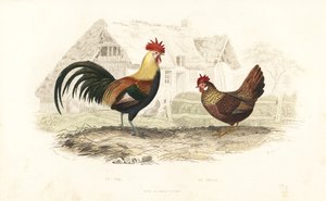 Galo e galinha, Phasianus gallus. de Edouard (after) Travies