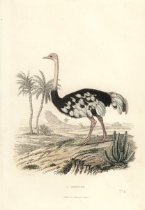 A avestruz comum, Struthio camelus. de Edouard (after) Travies