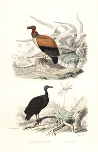 Abutre rei e abutre peru.