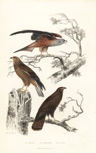 Milhafre vermelho, abutre de mel e abutre comum.