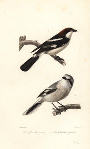 Woodchat shrike e great grey shrike. de Edouard (after) Travies