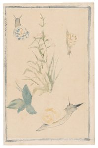 Manet - Esboços de caracóis, planta com flor, 1864-68 de Édouard Manet