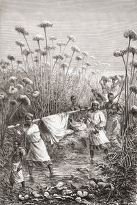Dr. David Livingstone sendo carregado nos últimos quilômetros até a vila de Tchitammbo, na África, pouco antes de sua morte, ilustração de "O mundo nas mãos", gravada por Henri Theophile Hildibrand de Edouard Riou