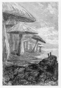 É apenas uma floresta de cogumelos, diz ele, desenhada por Riou em "Voyages Extraordinary" de Jules Verne, ed. Hetzel, n.d. 19. de Edouard Riou