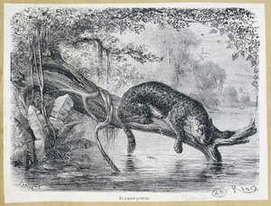 Jaguar observando sua presa em um tronco de árvore acima da água - gravura do século XIX de Edouard Riou