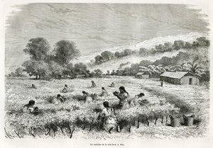 Apanhando as folhas de coca no Vale de Ituata, desenho de E.Riou, para ilustrar a viagem na região de Titicaca e nos vales do leste do Baixo Peru, em 1873 por Paul Marcoy. Gravura em Le tour du monde de Edouard Riou