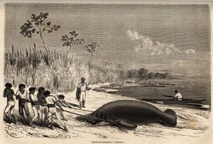 A captura de peixes-boi, em Mabuiso (Peru). Desenho de Riou, para ilustrar a viagem do Oceano Pacífico para o Oceano Atlântico de Edouard Riou
