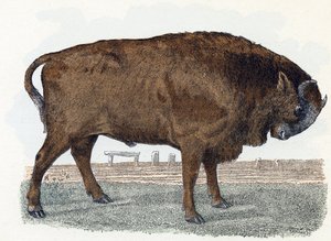 Aurochs (urauch ou auroch) - "Alfabeto ilustra animais" século XIX (gravura) de Edouard Travies