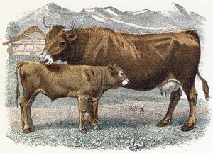 Vaca de bezerro - " Alfabeto ilustra animais" século XIX (gravura) de Edouard Travies