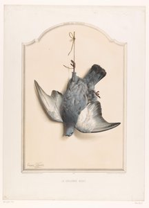 Pombo-da-rocha morto pendurado em uma perna La colombe biset (título no objeto) Museu do Caçador (título da série) Musée du chasseur (título da série no objeto)