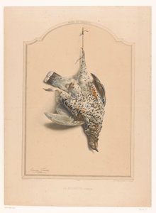Galo feminino morto pendurado por uma perna
La gélinotte (femelle) (título sobre o objecto)
Museu do caçador (título da série)
Musée du chasseur (título da série sobre o objecto) de Edouard Travies