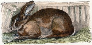 Coelho doméstico- " Alfabeto ilustra animais" século XIX (gravura) de Edouard Travies