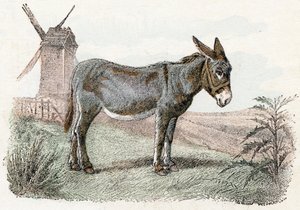 Burro do 