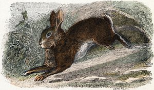 Garenne coelho- " Alfabeto ilustra animais" século XIX (gravura) de Edouard Travies