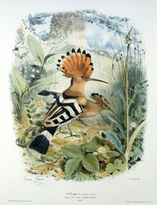 Poupa (Upupa Epops)