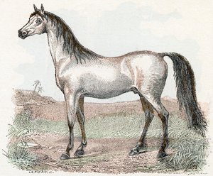 Cavalo- " Alfabeto ilustra animais" século XIX (gravura) de Edouard Travies