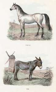 Cavalo e burro - "Alfabeto ilustra animais" século XIX (gravura) de Edouard Travies