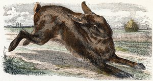Lievre- " Alfabeto ilustra animais" século XIX (gravura)