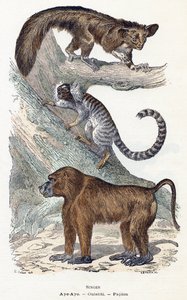 Macacos - " Alfabeto ilustra animais" século XIX (gravura) de Edouard Travies