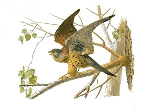 Conselho de História Natural: Tábua Zoológica representando aves de rapina à noite. O agrião. Placa retirada dos nove volumes sobre aves em "Obras completas de Buffon" escrito pelo naturalista Georges Louis Leclerc, Conde de Buffon (1707-1788) entre 1749 e de Edouard Travies