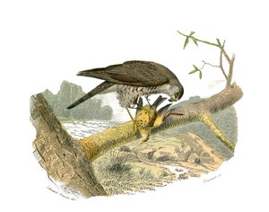 Conselho de História Natural: Tábua Zoológica representando aves de rapina à noite. O falcão. Placa retirada dos nove volumes sobre aves em "Obras completas de Buffon" escrito pelo naturalista Georges Louis Leclerc, Conde de Buffon (1707-1788) entre 1749 e de Edouard Travies