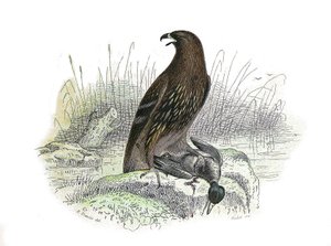 Conselho de História Natural: Tábua Zoológica representando aves de rapina à noite. A pequena águia. Placa retirada dos nove volumes sobre aves em "Obras completas de Buffon" escrito pelo naturalista Georges Louis Leclerc, Conde de Buffon (1707-1788) entre de Edouard Travies