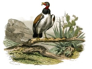 Conselho de História Natural: Tábua Zoológica representando aves de rapina à noite. O pequeno abutre. Placa retirada dos nove volumes sobre aves em "Obras completas de Buffon" escrito pelo naturalista Georges Louis Leclerc, Conde de Buffon (1707-1788) entr de Edouard Travies