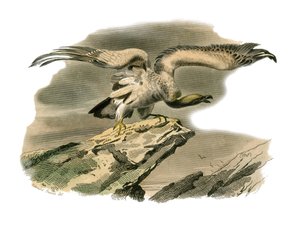 Conselho de História Natural: Tábua Zoológica representando aves de rapina à noite. O percnóptero. Placa retirada dos nove volumes sobre aves em "Obras completas de Buffon" escrito pelo naturalista Georges Louis Leclerc, Conde de Buffon (1707-1788) entre 1 de Edouard Travies