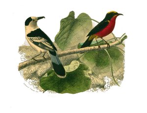 Quadro de História Natural: Quadro zoológico que representa as aves de rapina à noite. O vanga e o gonolek. Placa retirada dos nove volumes sobre pássaros em “” Obras completas de Buffon ”” ”escrita pelo naturalista Georges Louis Leclerc, Conde de Buffon de Edouard Travies
