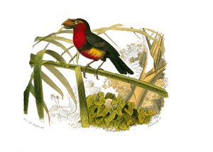 Conselho de História Natural: Quadro zoológico representando escaladores. O barbicano. Placa retirada dos nove volumes sobre aves em "Obras completas de Buffon" escrito pelo naturalista Georges Louis Leclerc, Conde de Buffon (1707-1788) entre 1749 e 1785.  de Edouard Travies