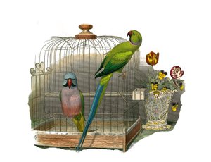 Conselho de História Natural: Quadro zoológico representando escaladores. O periquito tem bigodes e o periquito tem um colar rosa. Placa retirada dos nove volumes sobre aves em "Obras completas de Buffon" escrito pelo naturalista Georges Louis Leclerc, Con de Edouard Travies