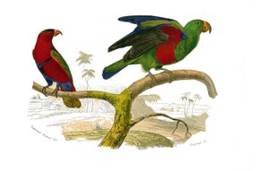 Conselho de História Natural: Quadro zoológico representando escaladores. A lori tricolor e o papagaio verde. Placa retirada dos nove volumes sobre aves em "Obras completas de Buffon" escrito pelo naturalista Georges Louis Leclerc, Conde de Buffon (1707-17 de Edouard Travies