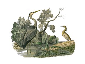 Conselho de História Natural: Tábua Zoológica representando aves aquáticas e limícolas cultrirostrosas (com bicos grandes, longos e fortes): garças e caranguejos. Placa extraída dos nove volumes sobre aves em "Obras completas de Buffon", escrito pelo natur de Edouard Travies