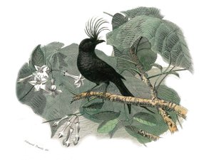 Placa de História Natural: Placa zoológica representando as passerines dentirostróficas (com equâncreas). O drongo. Placa retirada dos nove volumes sobre aves em "Obras completas de Buffon" escrito pelo naturalista Georges Louis Leclerc, Conde de Buffon (1 de Edouard Travies