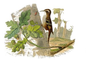 Placa de História Natural: quadro zoológico representando passeriformes dentirostro de Edouard Travies