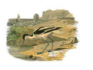 Placa de História Natural: quadro zoológico que representa as limícolas longirrosas de Edouard Travies