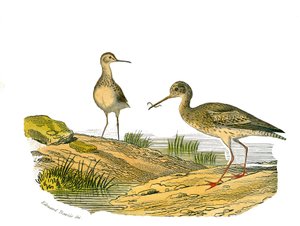 Placa de História Natural: quadro zoológico que representa as limícolas longirrosas de Edouard Travies