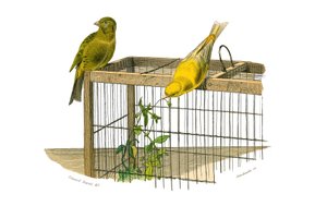 Quadro de história natural: Quadro zoológico representando passeriformes conirostróficos (bico cônico). As Ilhas Canárias. Placa retirada dos nove volumes sobre aves em "Obras completas de Buffon" escrito pelo naturalista Georges Louis Leclerc, Conde de Bu de Edouard Travies