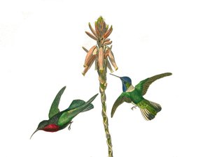 Quadro de história natural: Quadro zoológico representando passeriformes conirostróficos (bico cônico). Beija-flor de granada e Jacobine fly bird. Placa retirada dos nove volumes sobre aves em "Obras completas de Buffon" escrito pelo naturalista Georges Lo de Edouard Travies